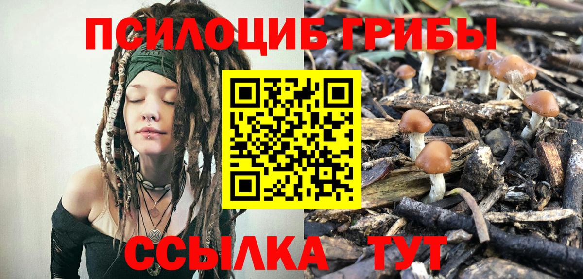 Великий Новгород  Псилоцибиновые грибы Psilocybine cubensis  Вход с VPN 