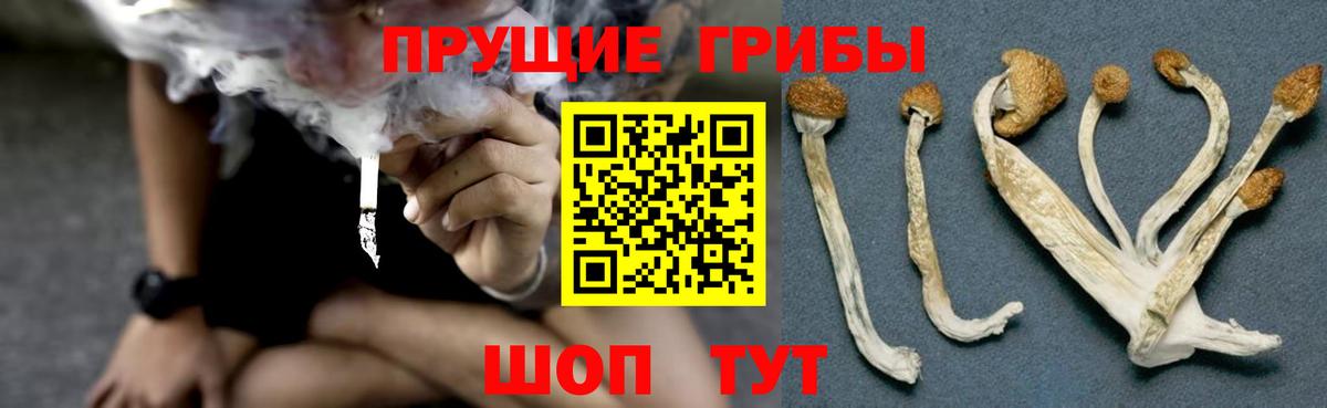Галлюциногенные грибы прущие грибы Великий Новгород